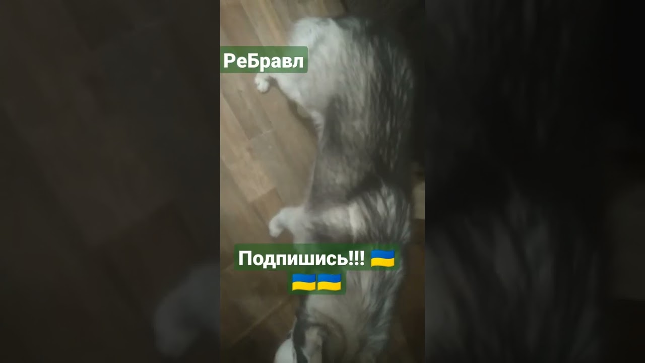 ReBravl